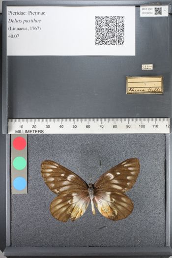 Media type: image;   Entomology 130294